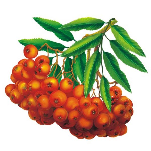 Рябина для детей