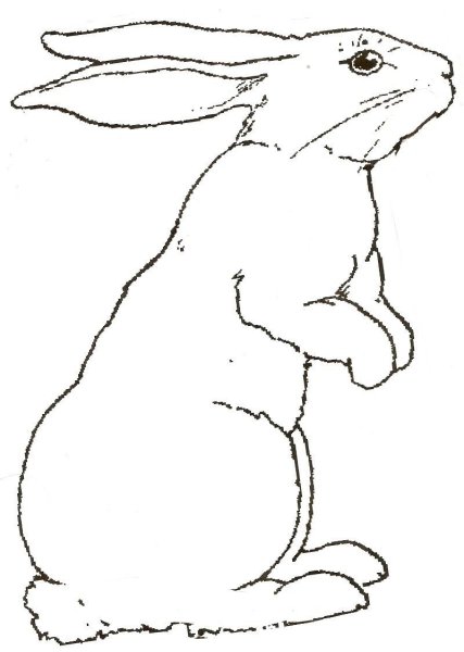Заяц рисунок