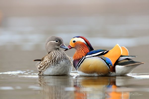 Утка Мандаринка самец и самка