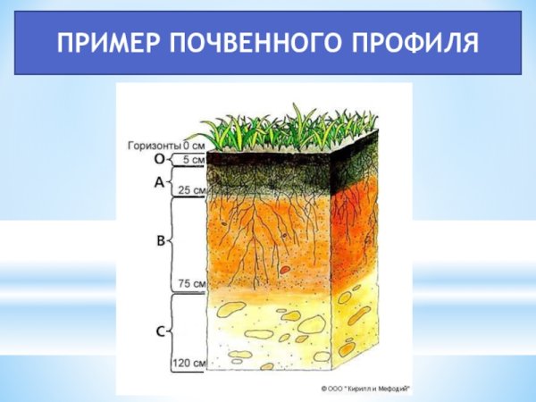 Строение почвы 3 класс