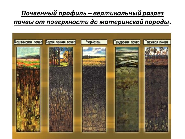 Почвенный профиль это вертикальный разрез почвы
