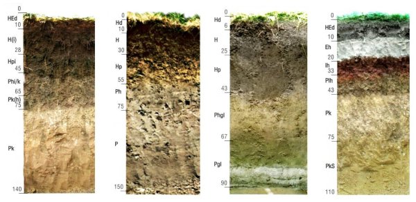 Почвенный профиль суглинистой почвы