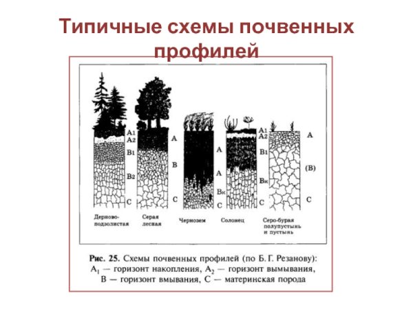 Схема почвенного горизонта подзолистых