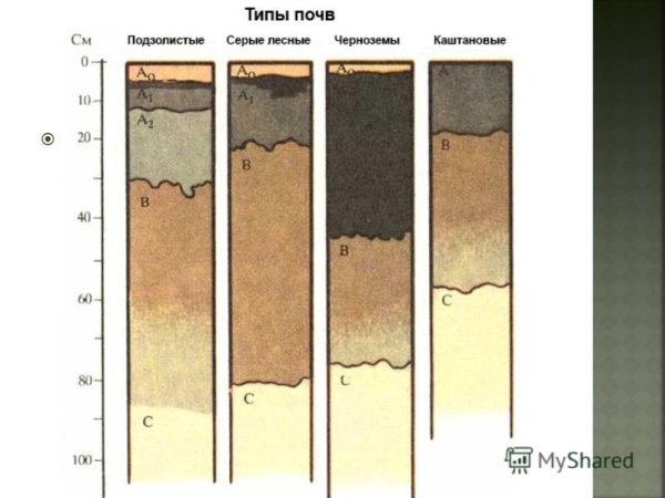 Дерново-подзолистые почвы профиль схема