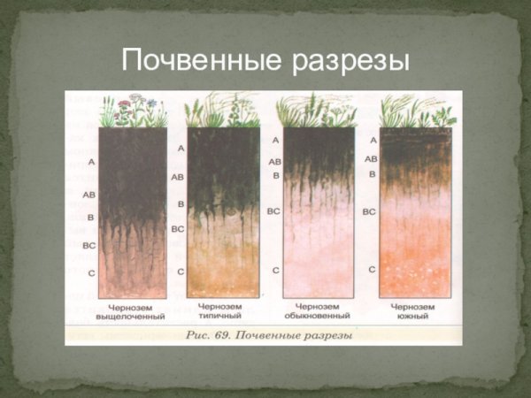 Строение почвенного профиля чернозёма Южного