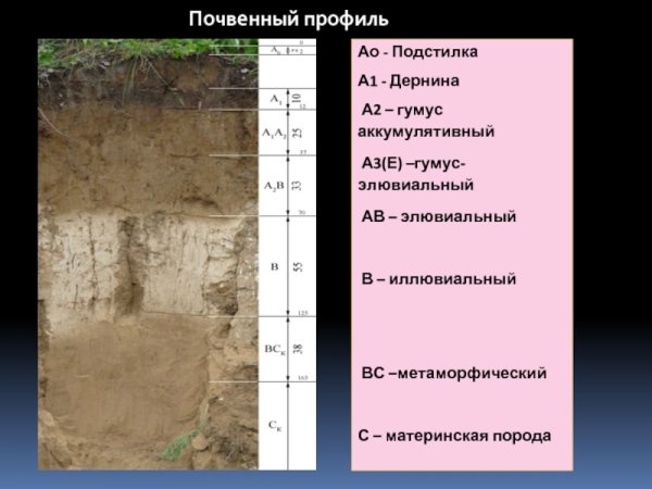 Примитивный почвенный профиль