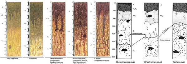 Профиль почвы чернозема выщелоченного