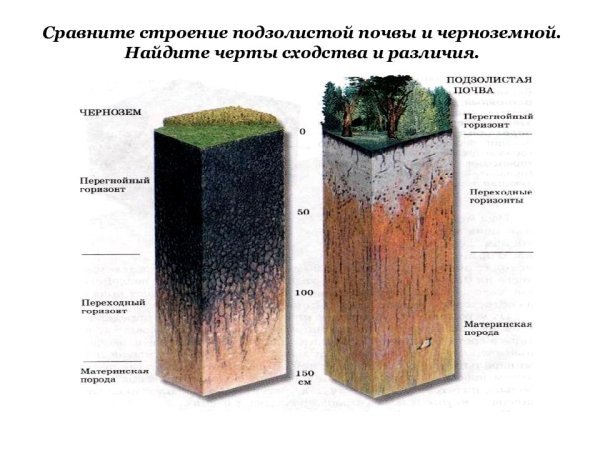 Почвенный профиль чернозема схема