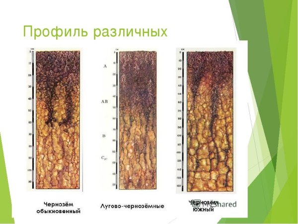 Почвенный профиль лугово черноземных почв