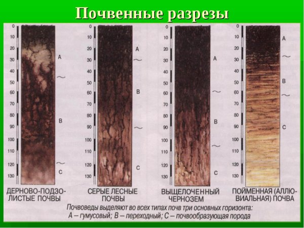 Серые Лесные почвенный Горизонт разрез