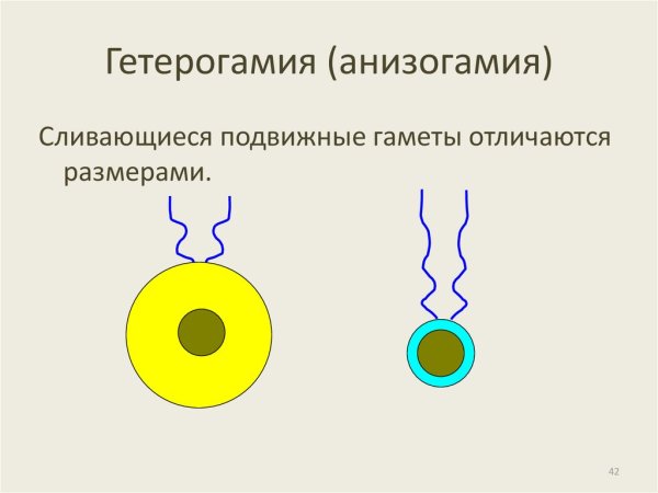 Изогамия гетерогамия оогамия