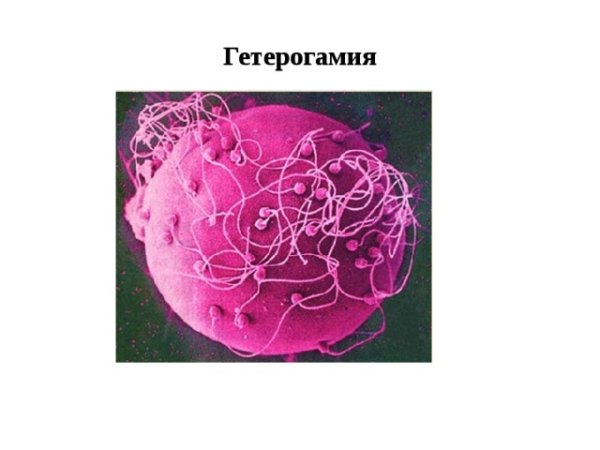 Гетерогамия размножение