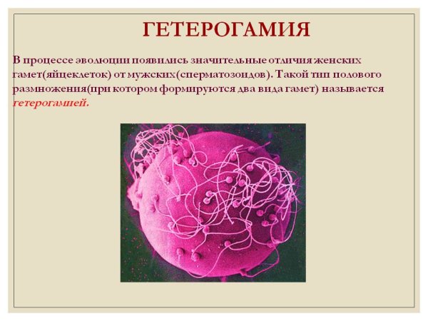 Анизогамия и гетерогамия