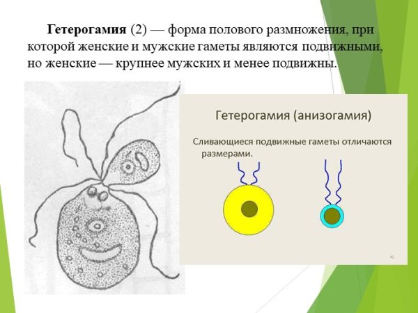 Гетерогамия размножение