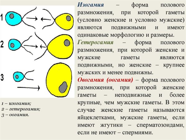 Изогамия анизогамия оогамия