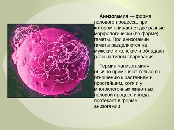 Анизогамия гамет