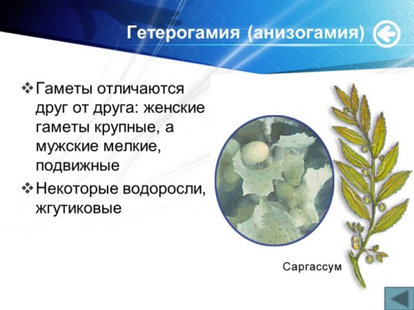 Анизогамия у водорослей
