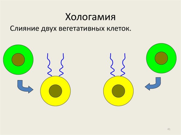 Хологамия изогамия гетерогамия оогамия конъюгация