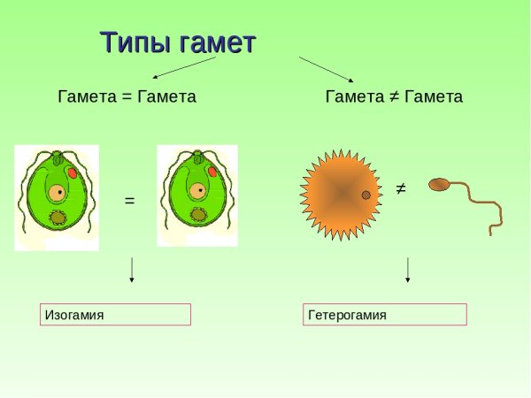 Изогамия оогамия