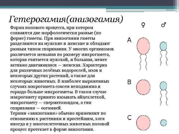 Анизогамия примеры