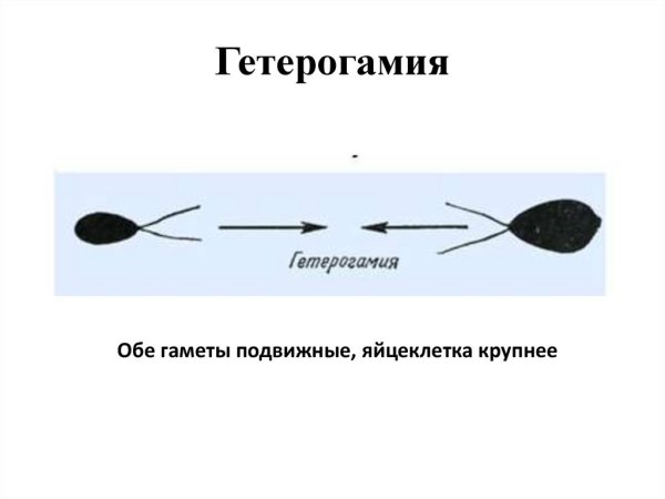 Как выглядит яйцеклетка