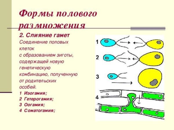 Тип полового процесса оогамия?