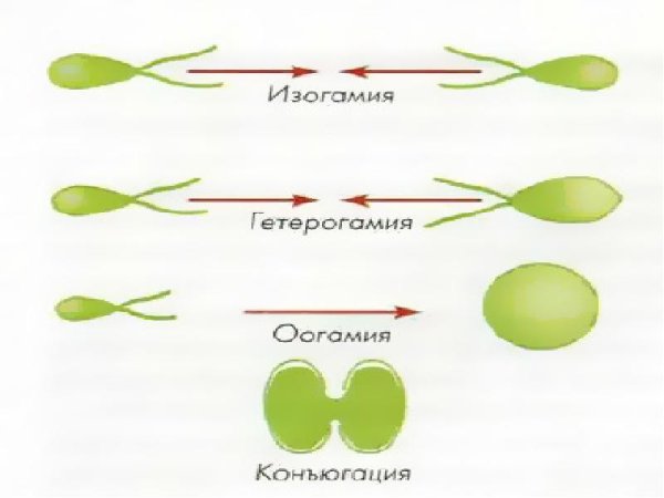 Изогамия анизогамия оогамия