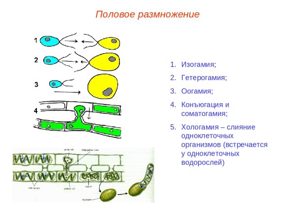 Анизогамия и гетерогамия