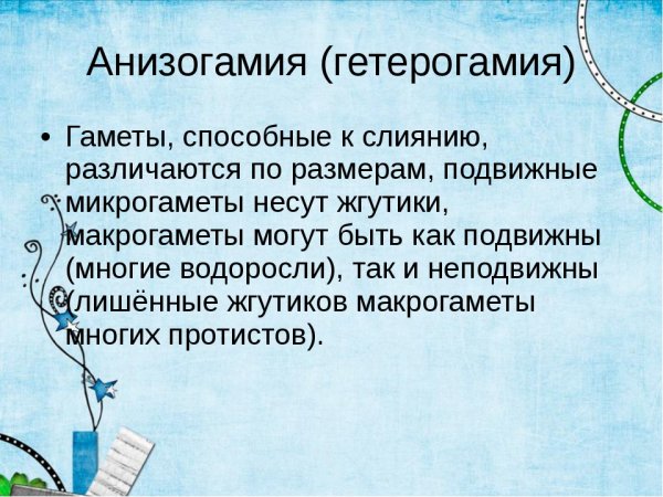 Изогамия полового размножения
