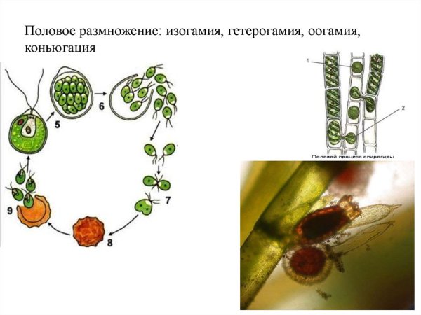 Половое размножение изогамия