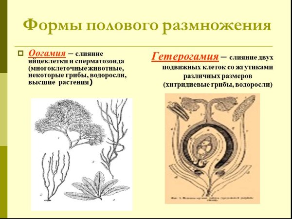 Половое размножение изогамия гетерогамия