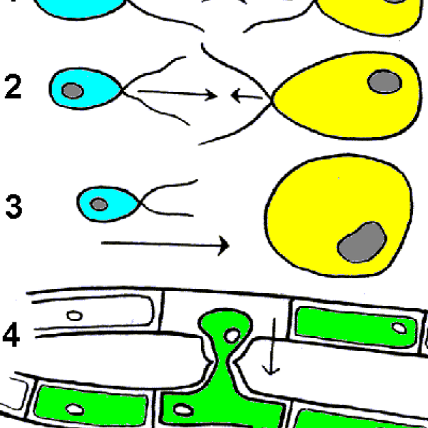 Изогамия анизогамия оогамия