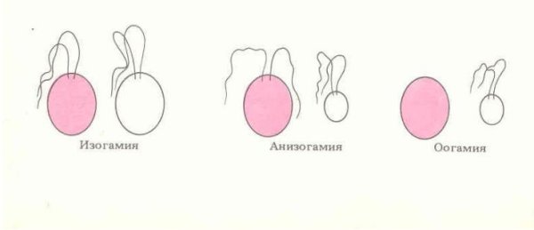 Формы полового процесса у водорослей