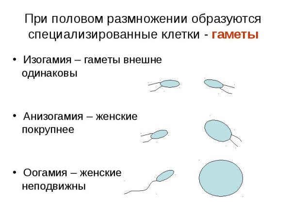 Половое размножение гетерогамия