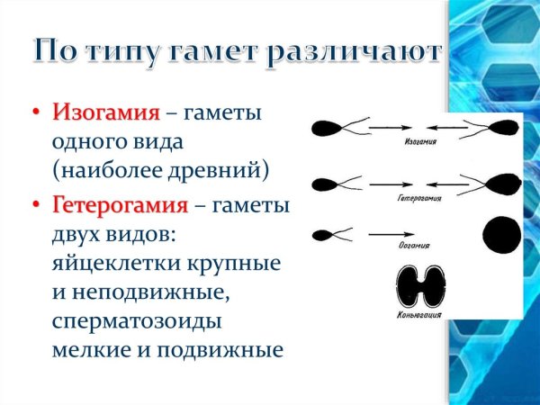 Изогамия хламидомонады