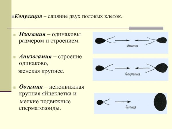 Изогамия анизогамия