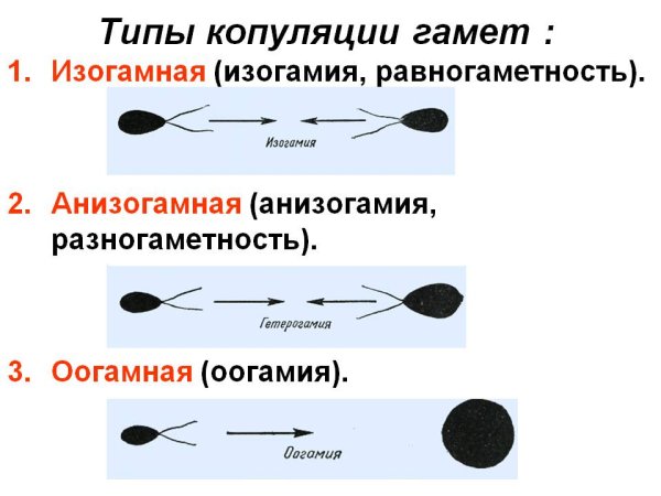 Типы полового размножения изогамия
