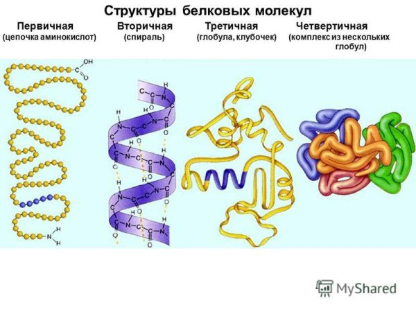 Третичная структура белка фибрилла