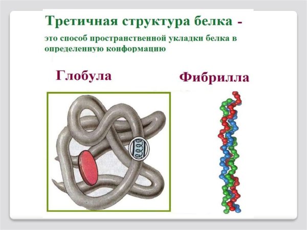 Xtndthnbxyfzструктура белка