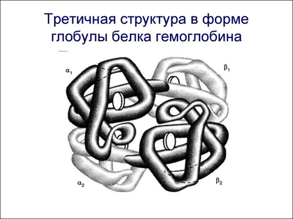 Белок глобула