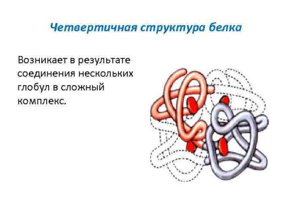 Четвертичная структура молекулы гемоглобина