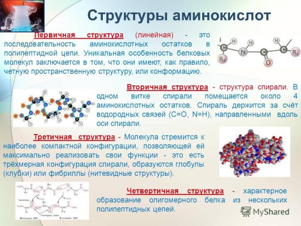 Глобула (полимеры)