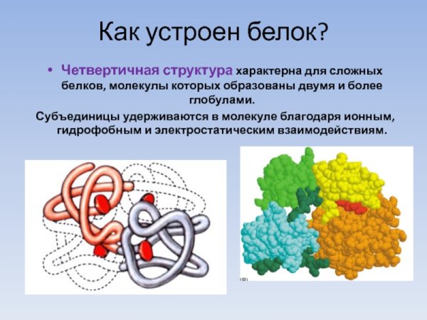 Третичная структура структура белка