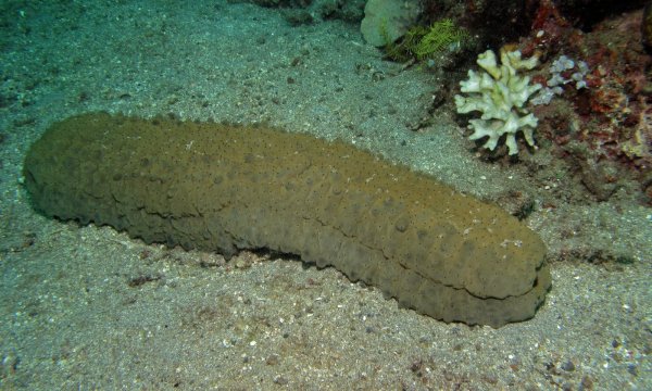 Кукумбер морской огурец
