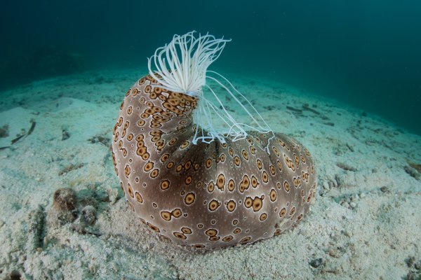 Морской огурец галаторий