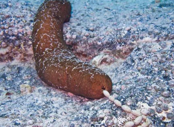 Морской огурец в Баренцевом море