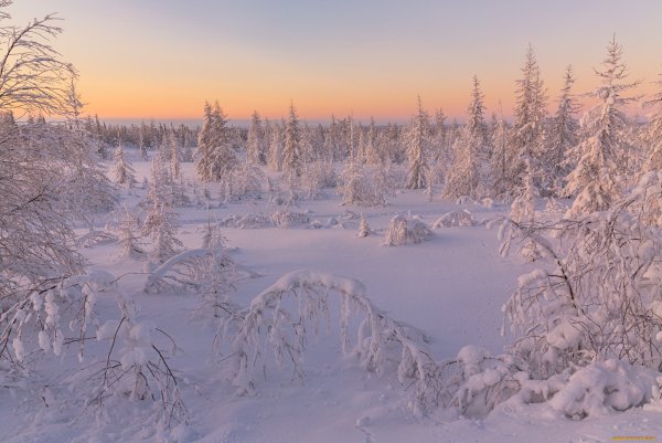 Зима Кандалакша лесотундра
