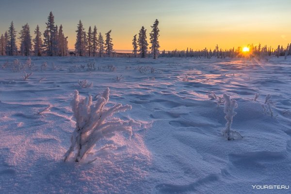 Ямало-Ненецкий автономный округ природа