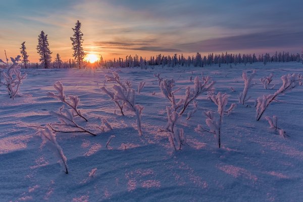 Ямал Мороз тундра