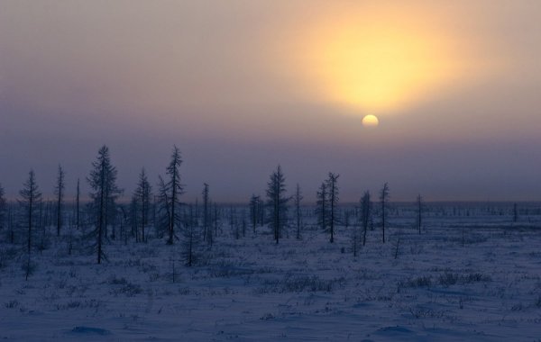 Якутия Тайга или тундра